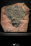 22129 - Top 12.05 Inch Silurian Scyphocrinites elegans Crinoid Plate