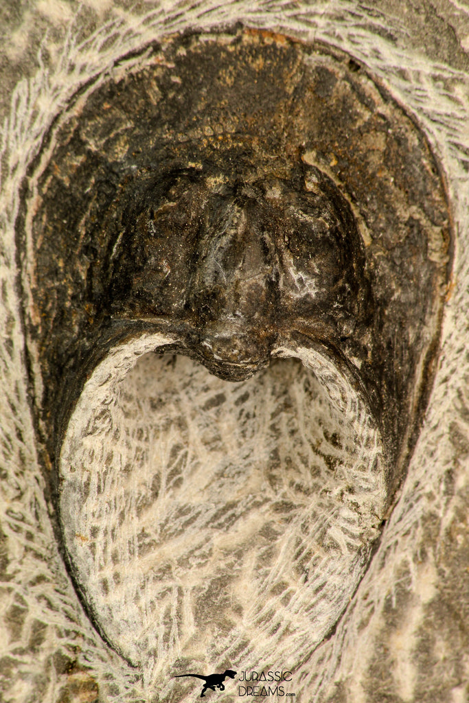 30863 - Well Prepared 1.61 Inch Harpes perradiatus Lower Devonian Trilobite