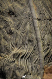 22129 - Top 12.05 Inch Silurian Scyphocrinites elegans Crinoid Plate