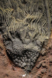 22129 - Top 12.05 Inch Silurian Scyphocrinites elegans Crinoid Plate