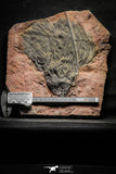 22129 - Top 12.05 Inch Silurian Scyphocrinites elegans Crinoid Plate