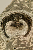 30863 - Well Prepared 1.61 Inch Harpes perradiatus Lower Devonian Trilobite