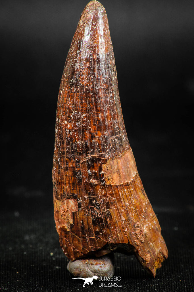 06037 - Top Huge 2.12 Inch Elosuchus sp Crocodile Premaxillary Tooth KemKem Beds