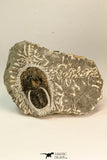 30864 - Well Preserved 1.70 Inch Harpes perradiatus Lower Devonian Trilobite