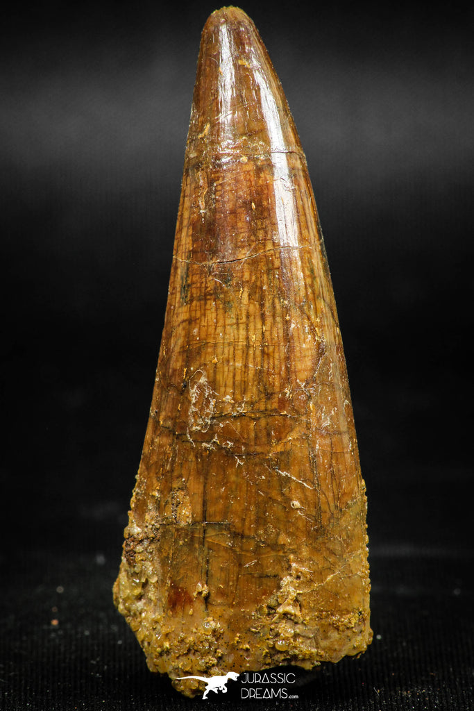 06038 - Top Quality 2.33 Inch Elosuchus sp Crocodile Premaxillary Tooth KemKem Beds