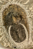 30864 - Well Preserved 1.70 Inch Harpes perradiatus Lower Devonian Trilobite