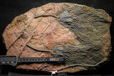 22178 - Top Beautiful 13.98 Inch Silurian Scyphocrinites elegans Crinoids Plate