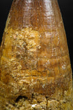 06039 - Great 2.04 Inch Elosuchus sp Cretaceous Crocodile Tooth KemKem Beds