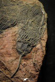 22178 - Top Beautiful 13.98 Inch Silurian Scyphocrinites elegans Crinoids Plate