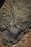 22178 - Top Beautiful 13.98 Inch Silurian Scyphocrinites elegans Crinoids Plate