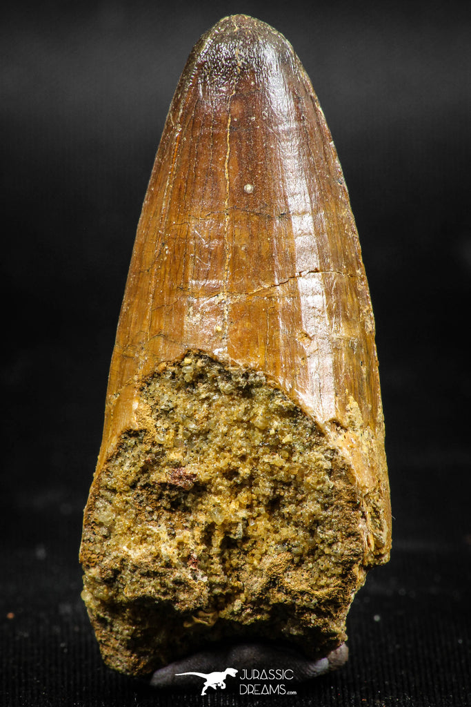 06039 - Great 2.04 Inch Elosuchus sp Cretaceous Crocodile Tooth KemKem Beds