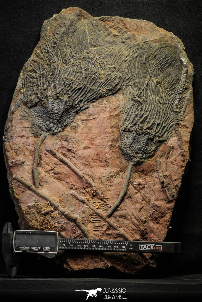 22178 - Top Beautiful 13.98 Inch Silurian Scyphocrinites elegans Crinoids Plate