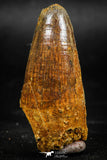 06040 - Beautiful 2.02 Inch Elosuchus sp Cretaceous Crocodile Tooth KemKem Beds
