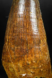 06040 - Beautiful 2.02 Inch Elosuchus sp Cretaceous Crocodile Tooth KemKem Beds