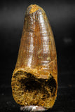 06040 - Beautiful 2.02 Inch Elosuchus sp Cretaceous Crocodile Tooth KemKem Beds