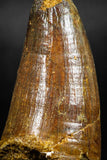06040 - Beautiful 2.02 Inch Elosuchus sp Cretaceous Crocodile Tooth KemKem Beds