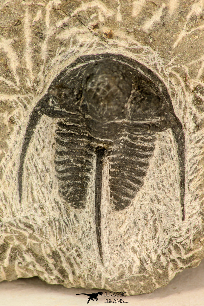 30865 - Well Preserved 1.37 Inch Cyphaspis (Otarion) cf. boutscharafinense Devonian Trilobite