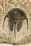 30865 - Well Preserved 1.37 Inch Cyphaspis (Otarion) cf. boutscharafinense Devonian Trilobite