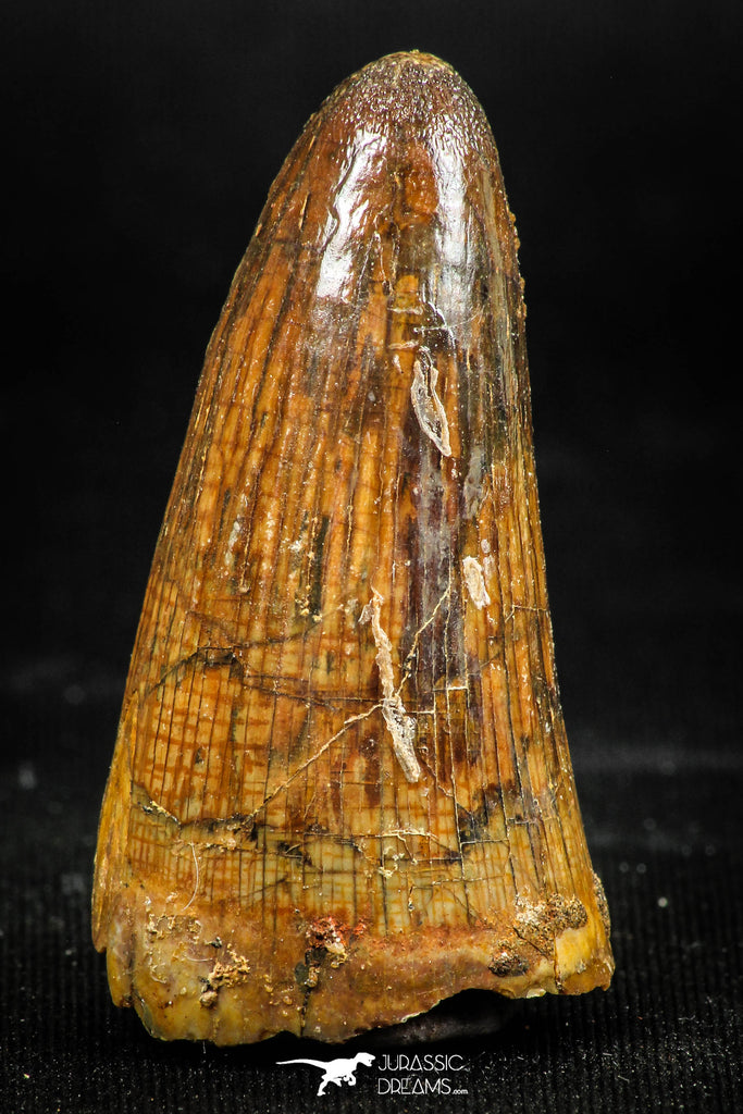 06041 - Nice Preserved 1.63 Inch Elosuchus sp Cretaceous Crocodile Tooth KemKem Beds