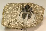 30865 - Well Preserved 1.37 Inch Cyphaspis (Otarion) cf. boutscharafinense Devonian Trilobite