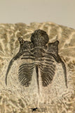 30865 - Well Preserved 1.37 Inch Cyphaspis (Otarion) cf. boutscharafinense Devonian Trilobite