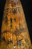 06041 - Nice Preserved 1.63 Inch Elosuchus sp Cretaceous Crocodile Tooth KemKem Beds