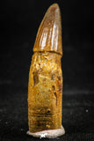 06042 - Rare 1.45 Inch Unidentified Cretaceous Crocodile Rooted Tooth KemKem Beds
