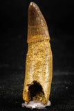 06042 - Rare 1.45 Inch Unidentified Cretaceous Crocodile Rooted Tooth KemKem Beds