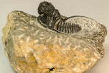 30865 - Well Preserved 1.37 Inch Cyphaspis (Otarion) cf. boutscharafinense Devonian Trilobite