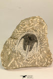 30866 - Nicely Preserved 1.39 Inch Cyphaspis (Otarion) cf. boutscharafinense Devonian Trilobite