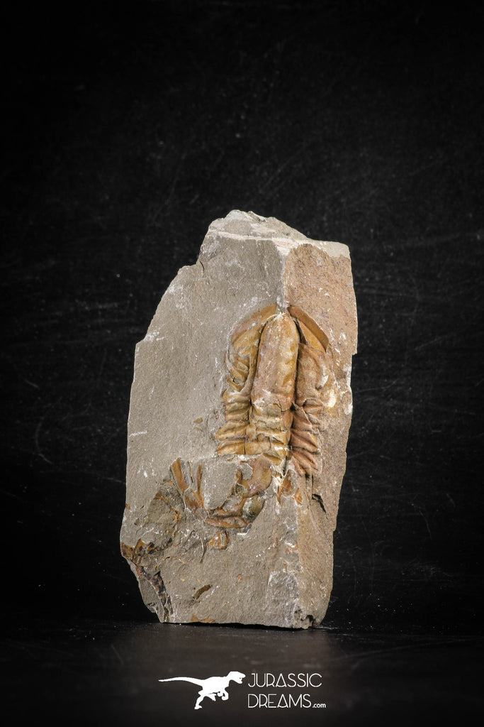 88499 - Nicely Preserved HAMATOLENUS VINCENTI Middle Cambrian Trilobite