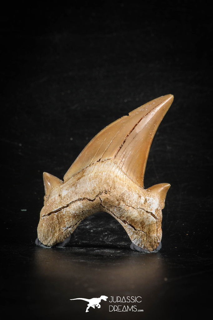 88454 - Top Huge OTODUS OBLIQUUS (mackerel shark) Tooth Paleocene