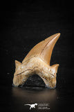 88454 - Top Huge OTODUS OBLIQUUS (mackerel shark) Tooth Paleocene