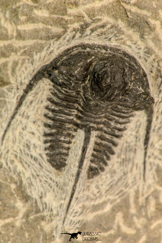 30866 - Nicely Preserved 1.39 Inch Cyphaspis (Otarion) cf. boutscharafinense Devonian Trilobite