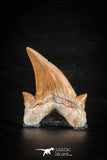 88454 - Top Huge OTODUS OBLIQUUS (mackerel shark) Tooth Paleocene