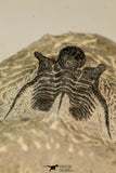 30866 - Nicely Preserved 1.39 Inch Cyphaspis (Otarion) cf. boutscharafinense Devonian Trilobite