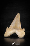 88463 - Top Huge OTODUS OBLIQUUS (mackerel shark) Tooth Paleocene