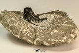 30866 - Nicely Preserved 1.39 Inch Cyphaspis (Otarion) cf. boutscharafinense Devonian Trilobite