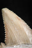 06044 - Strongly Serrated 1.36 Inch Palaeocarcharodon orientalis (Pygmy white Shark) Tooth