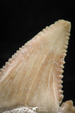 06044 - Strongly Serrated 1.36 Inch Palaeocarcharodon orientalis (Pygmy white Shark) Tooth