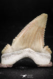 06044 - Strongly Serrated 1.36 Inch Palaeocarcharodon orientalis (Pygmy white Shark) Tooth