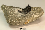 30866 - Nicely Preserved 1.39 Inch Cyphaspis (Otarion) cf. boutscharafinense Devonian Trilobite