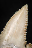 06046 - Nicely Preserved 1.55 Inch Serrated Palaeocarcharodon orientalis (Pygmy white Shark) Tooth
