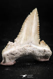 06046 - Nicely Preserved 1.55 Inch Serrated Palaeocarcharodon orientalis (Pygmy white Shark) Tooth