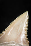 06047 - Nicely Preserved 1.41 Inch Serrated Palaeocarcharodon orientalis (Pygmy white Shark) Tooth