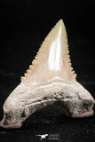 06047 - Nicely Preserved 1.41 Inch Serrated Palaeocarcharodon orientalis (Pygmy white Shark) Tooth