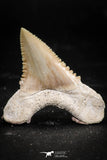 06047 - Nicely Preserved 1.41 Inch Serrated Palaeocarcharodon orientalis (Pygmy white Shark) Tooth