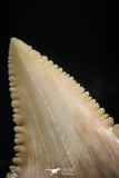 06047 - Nicely Preserved 1.41 Inch Serrated Palaeocarcharodon orientalis (Pygmy white Shark) Tooth