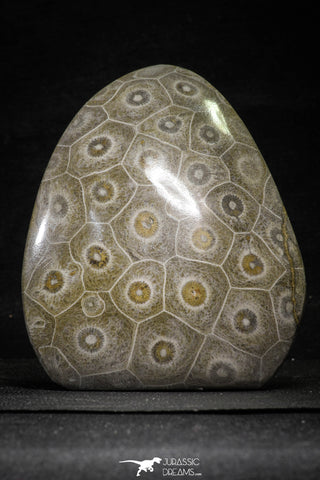 22130 - Devonian 4.04 Inch Polished Fossil Rugose Coral Hexagonaria sp