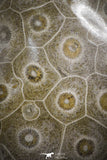 22130 - Devonian 4.04 Inch Polished Fossil Rugose Coral Hexagonaria sp